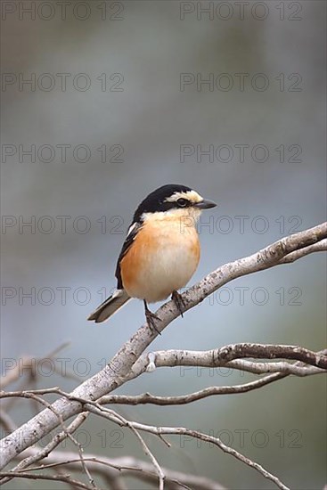 Masked shrike