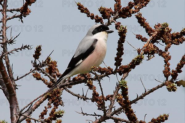 Lesser grey shrike