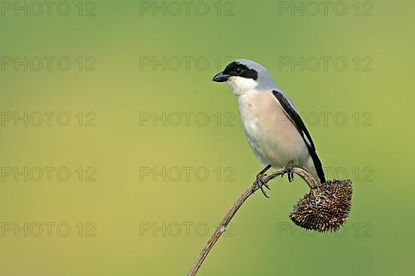 Adult Lesser Grey Shrike