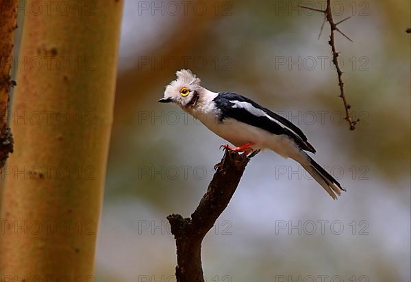 White white-crested helmetshrike