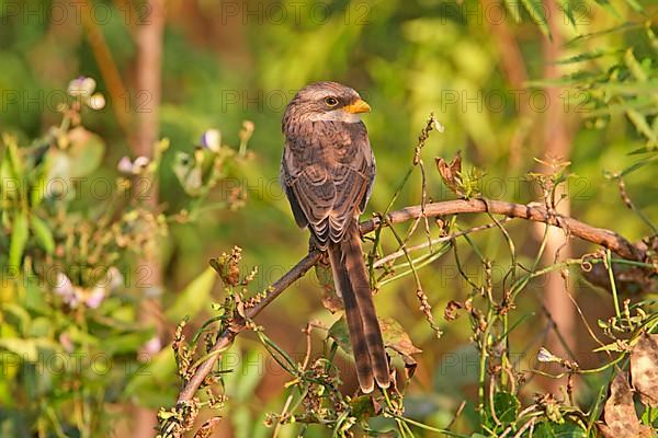 Yellow-billed Shrike