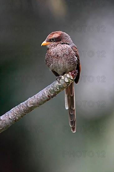 Yellow-billed shrike