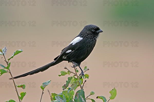 Magpie shrike