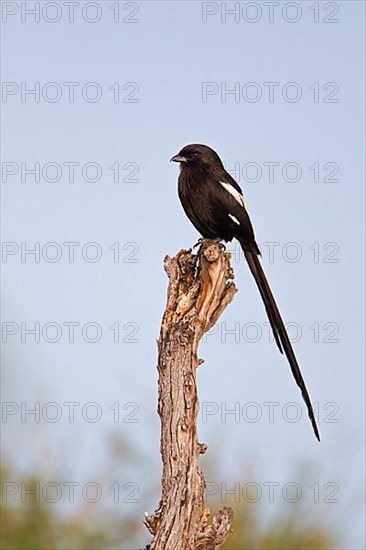 Magpie Shrike