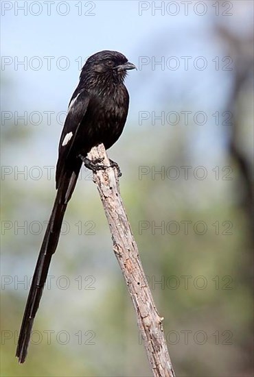 Magpie shrike