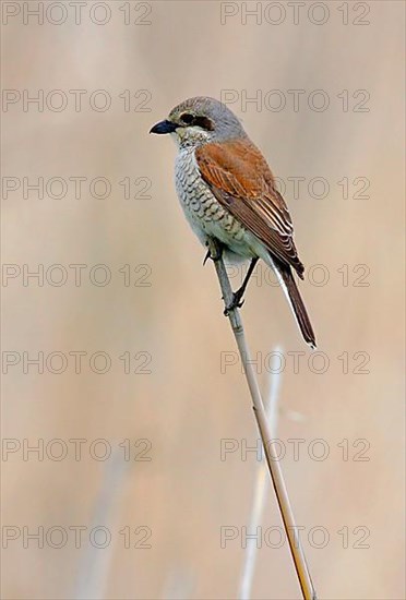 Red-backed Shrike