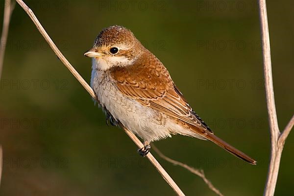 Red-backed shrike