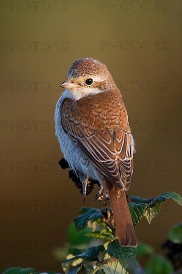 Red-backed shrike