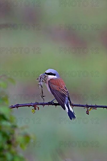 Red-backed shrike