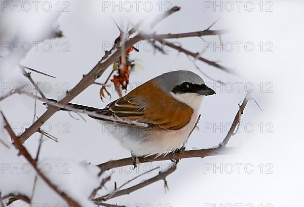 Red-backed shrike