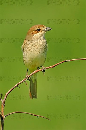 Red-backed shrike