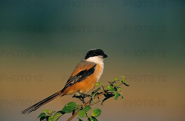 Long-tailed Shrike Perched on end of thin with leaves