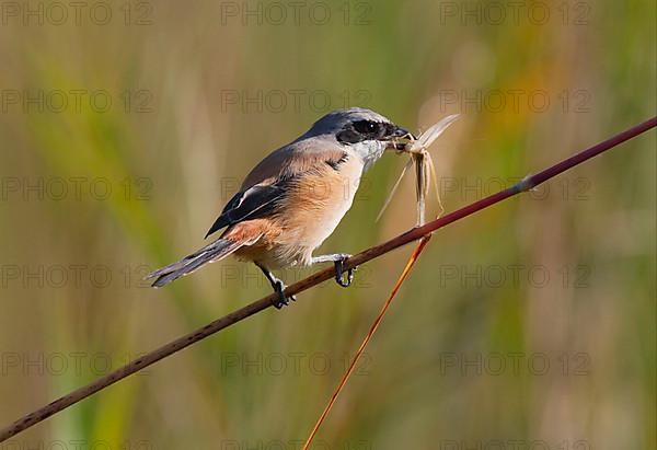 Long-tailed shrike