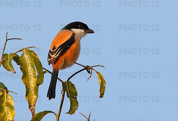 Chess Shrike