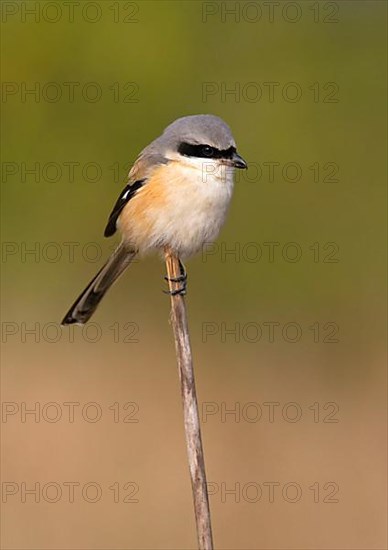 Long-tailed Shrike adult