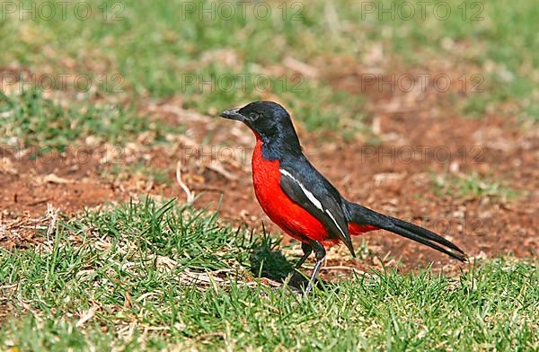 Crimson-breasted shrike