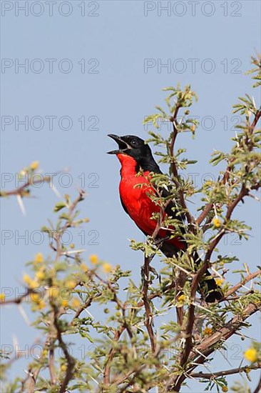 Crimson-breasted Gonolek