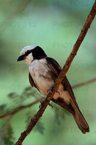 White-crowned Shrike