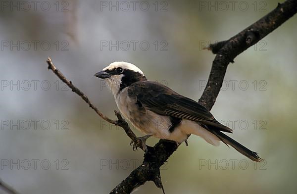 White-crowned Shrike