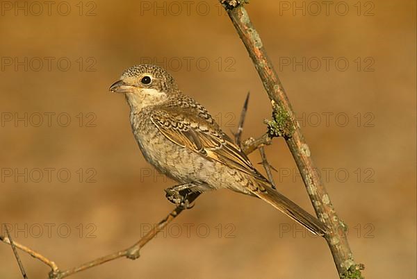 Woodchat shrike