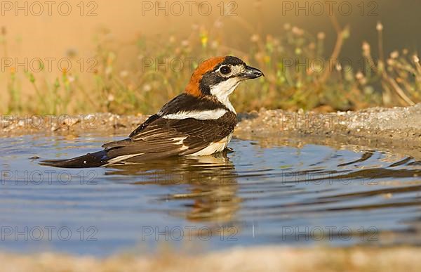 Woodchat shrike