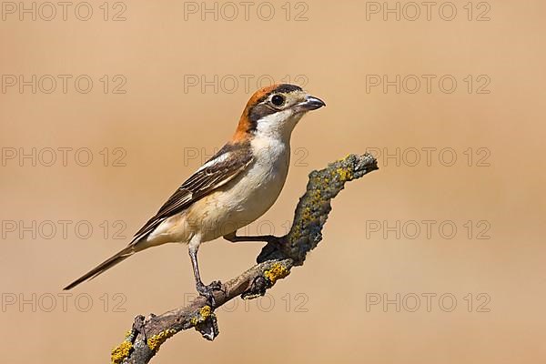 Woodchat shrike