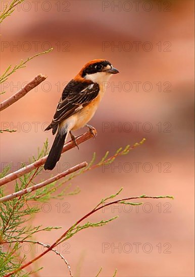 Woodchat Shrike