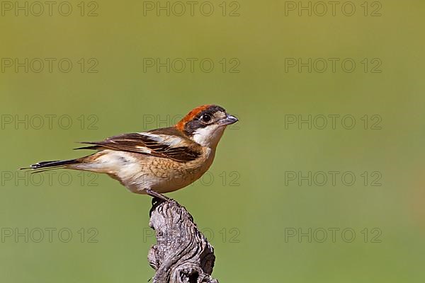 Woodchat Shrike