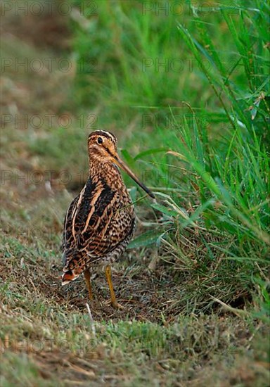 Pin-tailed snipe