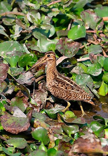 Pin-tailed snipe