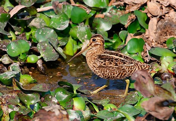 Pin-tailed snipe