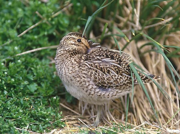 Snipe