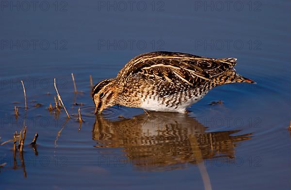 Wilson's Snipe