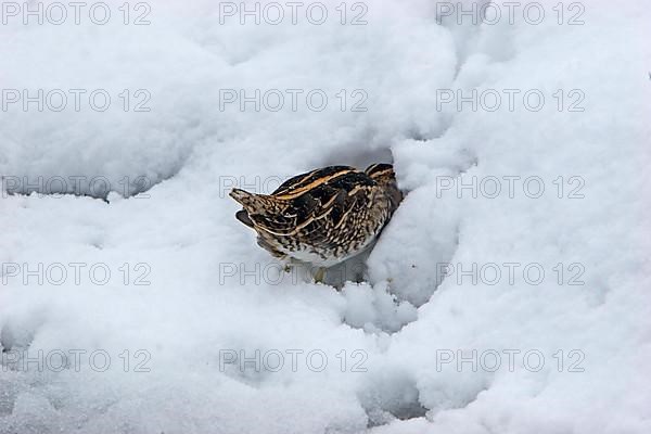 Common snipe