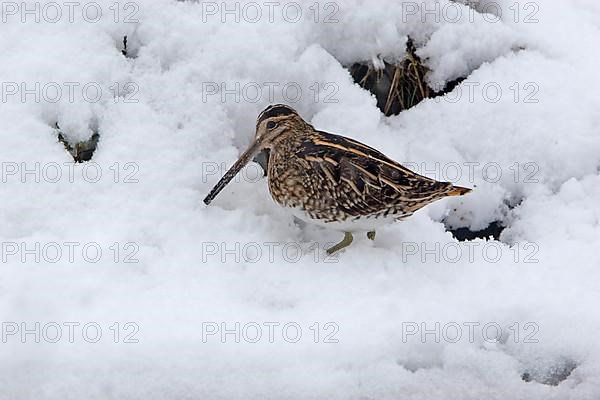 Common snipe