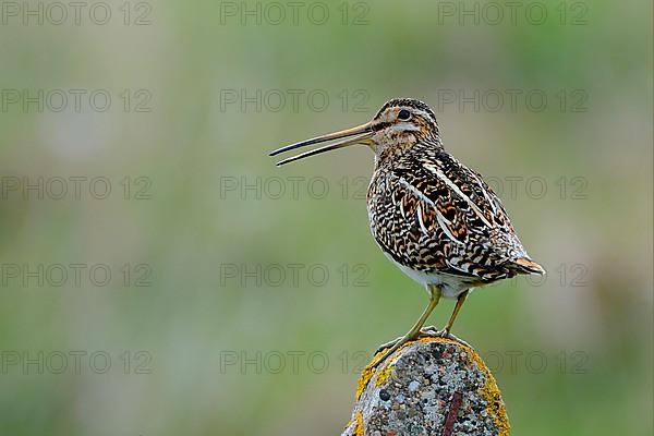 Common Snipe