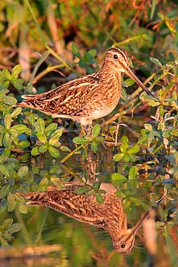 Common snipe