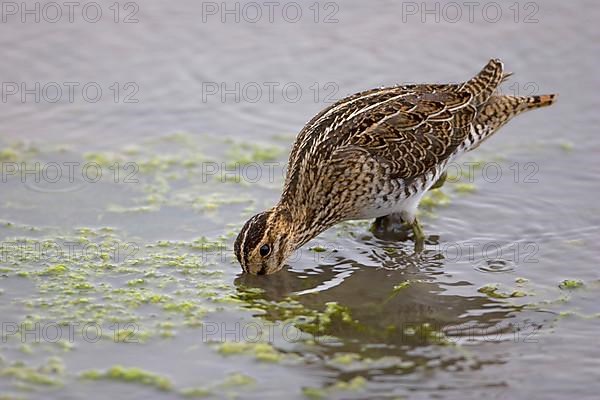 Common snipe