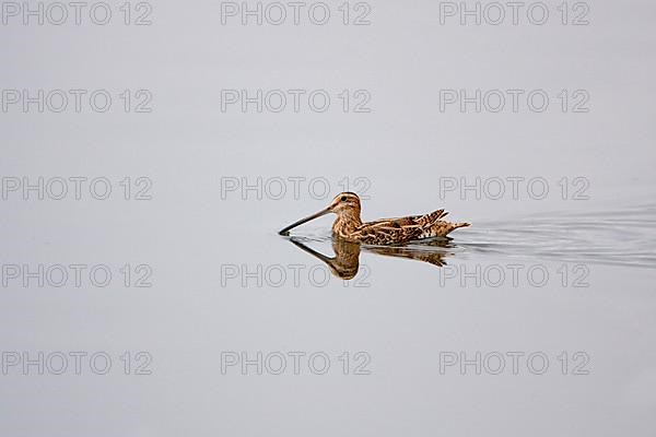 Common snipe