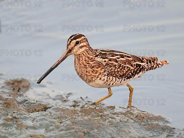 Common Snipe