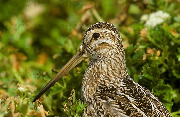 Magellanic Snipe