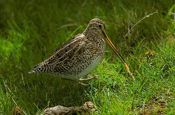 Gallinago paraguaiae magellanica