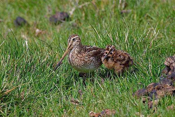 Gallinago paraguaiae magellanica