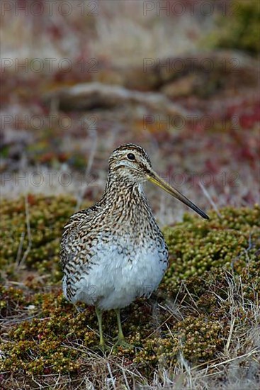 Gallinago paraguaiae magellanica