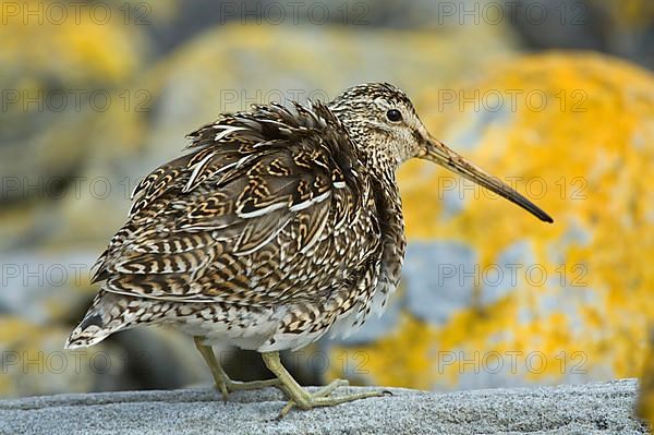 Magellanic Snipe