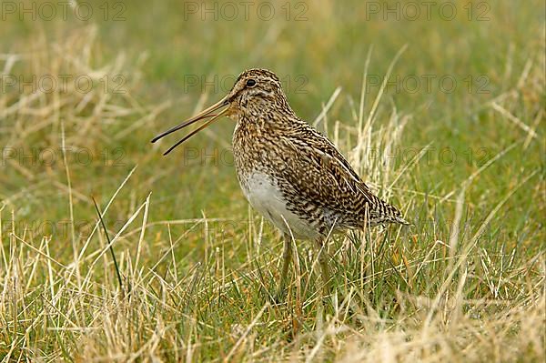 Magellan Snipe