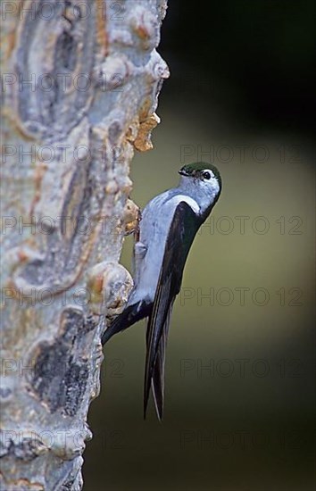 Violet-green swallow