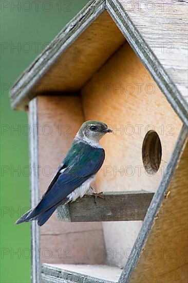 Violet-green swallow