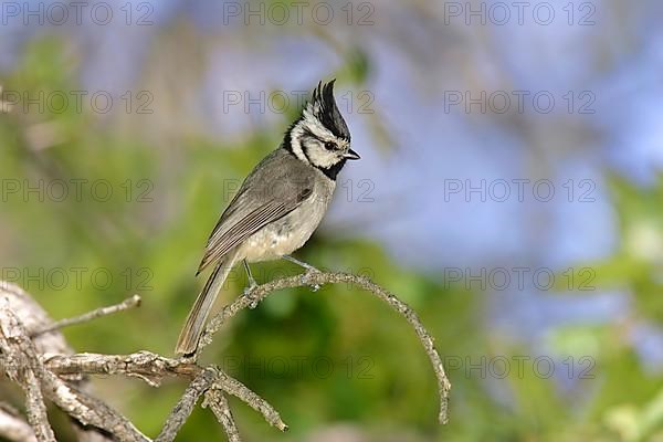 Bridled titmouse