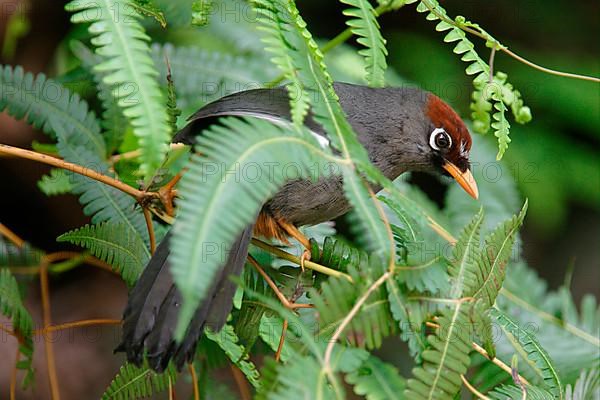 Mirror-crowned Laughing Thrush